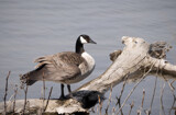 Canada Goose by Pistos, photography->birds gallery