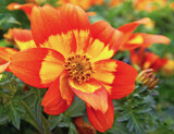 Fall Bidens by trixxie17, photography->flowers gallery