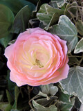 Another Rose for June by trixxie17, photography->flowers gallery