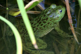 Kermit In Camo by rahto, Photography->Animals gallery