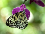 Rice Paper Butterfly by PatAndre, Photography->Butterflies gallery