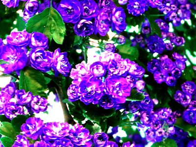 Click here to view at full resolution.