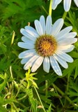 By Early Evening Light by tigger3, photography->flowers gallery