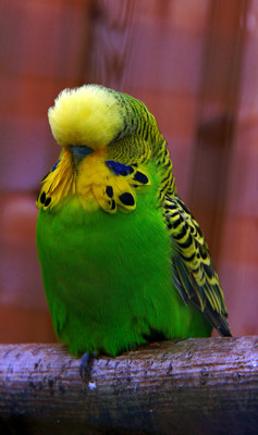 Click here to view at full resolution.