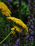 Cluster by vangoughs, photography->flowers gallery