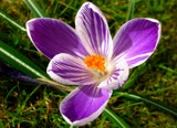 spring time! 2 by gaeljet2, Photography->Flowers gallery