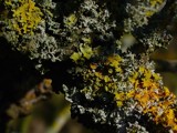 Lichen Lechery by kjh000, photography->macro gallery