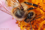 Honeybee #10 by ryzst, photography->insects/spiders gallery