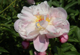 In the Peony Patch by jerseygurl, photography->flowers gallery