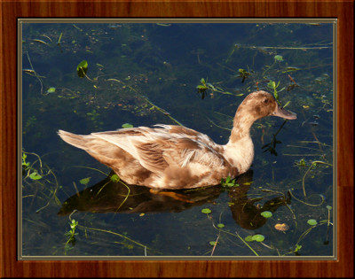 Click here to view at full resolution.
