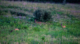 Deer in the Prairie Flowers by Pistos, photography->animals gallery