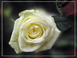 White rose by wimida, Photography->Flowers gallery