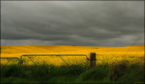 Canola Gold by LynEve, photography->landscape gallery