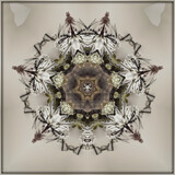 Design 1 by Flmngseabass, photography->manipulation gallery