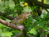 Greenfinch by biffobear, photography->birds gallery