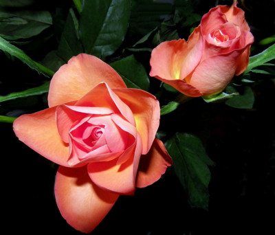 Click here to view at full resolution.