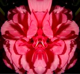 What Do You See? by ohpampered1, Photography->Flowers gallery