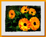 Marigold Canvas. by LynEve, Photography->Flowers gallery