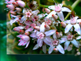 Cactus Flowers. by LynEve, Photography->Flowers gallery