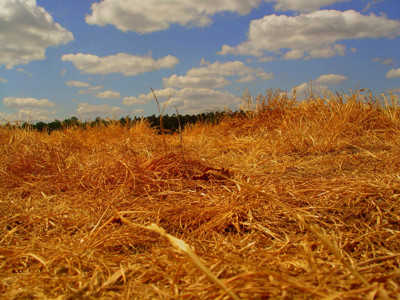 Click here to view at full resolution.
