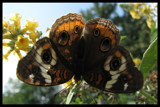 Regal Lady by HylianPrincess1985, Photography->Butterflies gallery