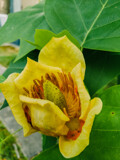 Tulip Tree by Pistos, photography->flowers gallery