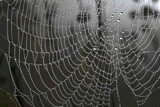 The Damp Spiderweb by Rahjure, photography->general gallery