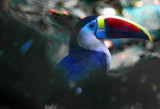 Hidden!. by ovar2008, photography->birds gallery