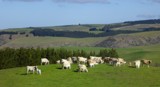 A Drive In The Country - Moo ! by LynEve, photography->landscape gallery