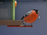 Bull Finch by Ramad, photography->birds gallery