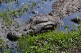 Too close for comfort by gonedigital, Photography->Reptiles/amphibians gallery