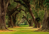 'Oak Alley', Grand Coteau Style by PatAndre, Photography->Landscape gallery