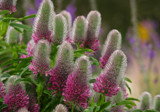 Pink fuzzies by Salishutter, photography->flowers gallery