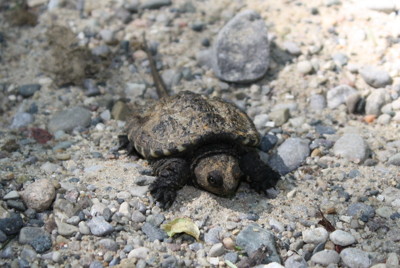 Click here to view at full resolution.