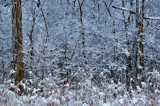 Winter Wonderland 2 by vangoughs, Photography->Nature gallery