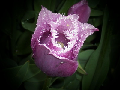 Click here to view at full resolution.