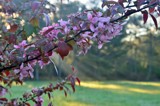 Crabapple Delight by bfrank, photography->flowers gallery