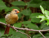 Cardinal in the Morning by CDHale, photography->birds gallery