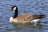 A Friendly Goose.... by egggray, Photography->Birds gallery