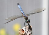 Gaurdian by Tomeast, photography->insects/spiders gallery