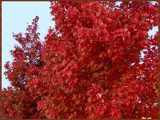 Fall in Dixie by connodado, Photography->Landscape gallery
