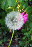 Dandelions Are Pretty, Too by jdinvictoria, Photography->Flowers gallery