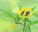 Double Trouble by PatAndre, photography->insects/spiders gallery