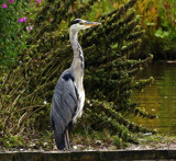 Grey Heron by biffobear, photography->birds gallery