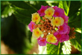 Lantana by ovar2008, Photography->Flowers gallery