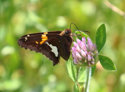 Click here to view at full resolution.