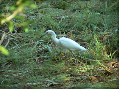 Click here to view at full resolution.