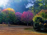 The Back Yard by bfrank, photography->nature gallery