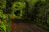 Leafy Lane by biffobear, photography->landscape gallery