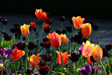 Spring Glow by Ramad, photography->flowers gallery